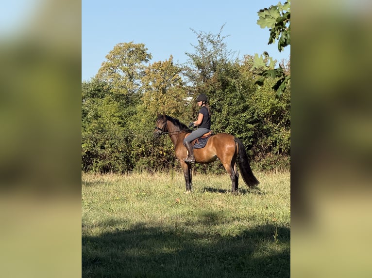 Deutsches Reitpony Wallach 4 Jahre 158 cm Brauner in KönigswinterKönigswinter