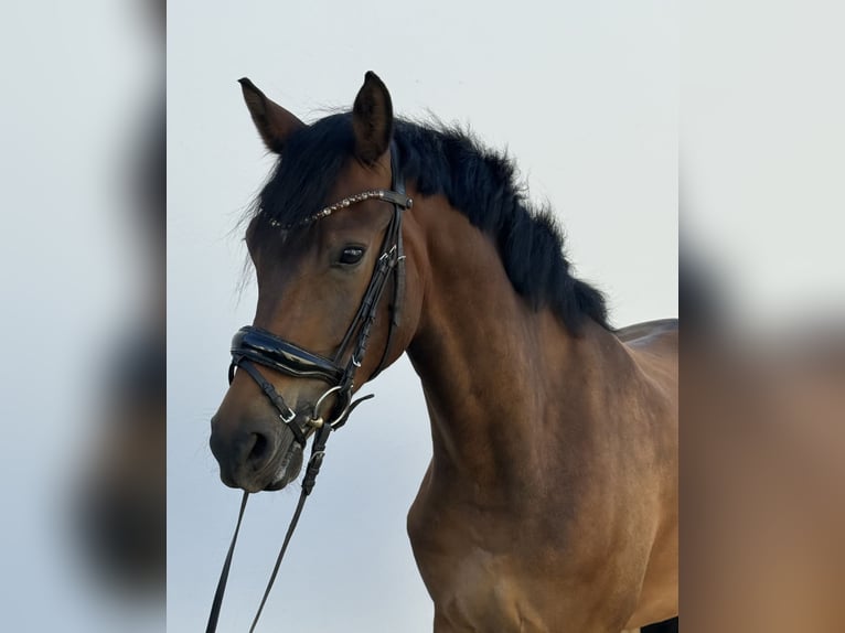 Deutsches Reitpony Wallach 4 Jahre 158 cm Brauner in KönigswinterKönigswinter