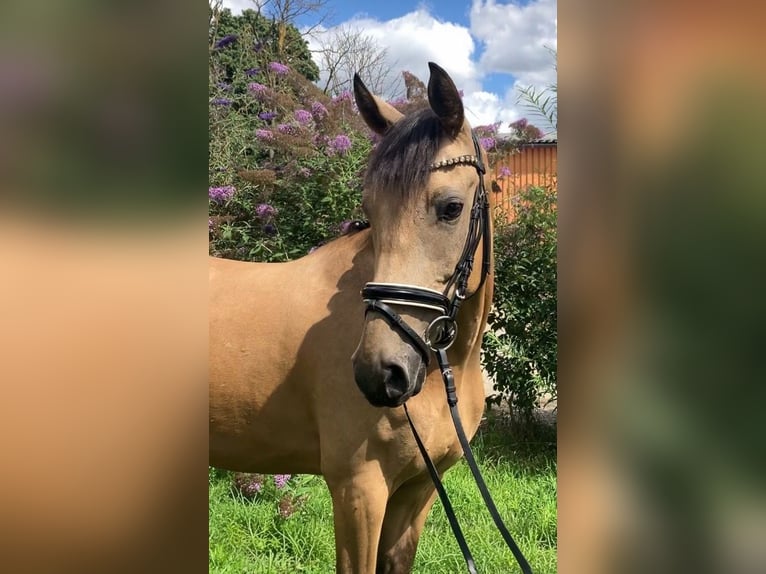 Deutsches Reitpony Wallach 4 Jahre 158 cm Buckskin in Rochau