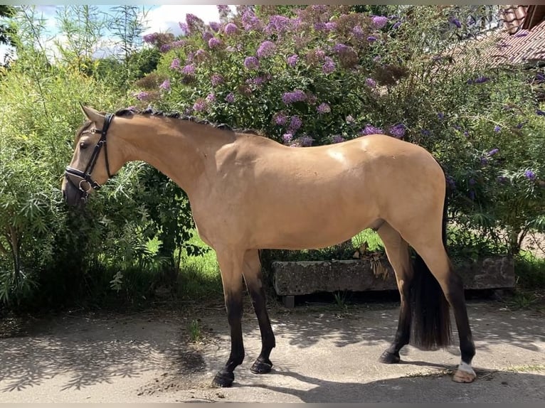 Deutsches Reitpony Wallach 4 Jahre 158 cm Buckskin in Rochau