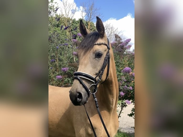Deutsches Reitpony Wallach 4 Jahre 158 cm Buckskin in Rochau