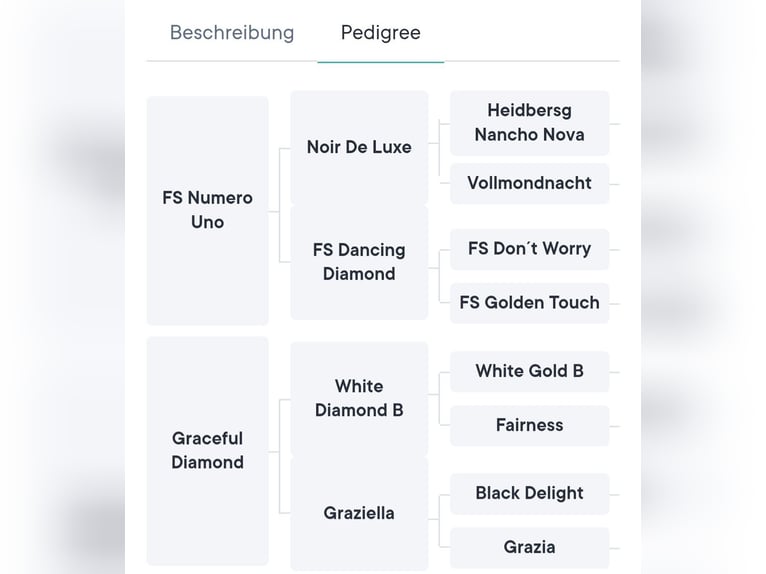 Deutsches Reitpony Wallach 4 Jahre 158 cm Dunkelfuchs in Büdingen