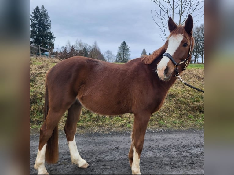 Deutsches Reitpony Wallach 4 Jahre 158 cm Dunkelfuchs in Büdingen