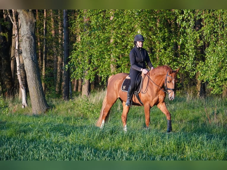 Deutsches Reitpony Wallach 4 Jahre 158 cm Fuchs in Herrnhut