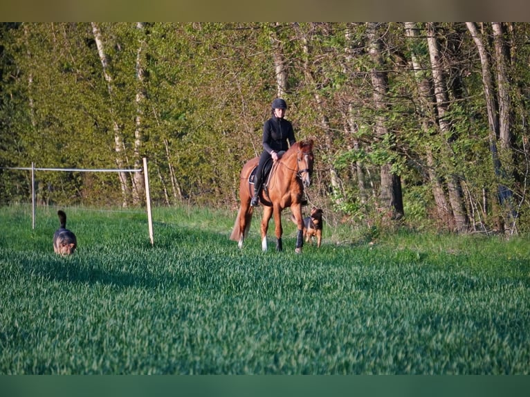 Deutsches Reitpony Wallach 4 Jahre 158 cm Fuchs in Herrnhut