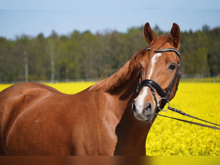 Deutsches Reitpony Wallach 4 Jahre 158 cm Fuchs in Herrnhut