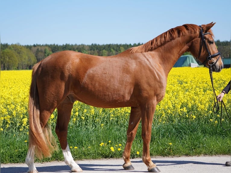 Deutsches Reitpony Wallach 4 Jahre 158 cm Fuchs in Herrnhut