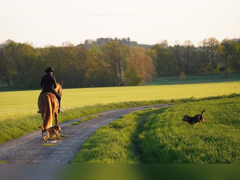 Deutsches Reitpony Wallach 4 Jahre 158 cm Fuchs in Herrnhut
