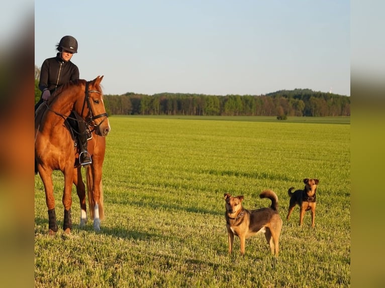 Deutsches Reitpony Wallach 4 Jahre 158 cm Fuchs in Herrnhut