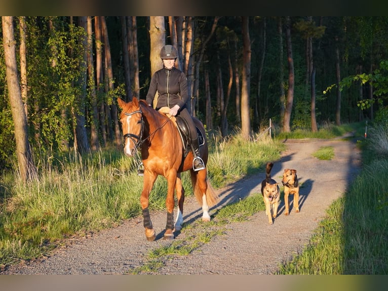Deutsches Reitpony Wallach 4 Jahre 158 cm Fuchs in Herrnhut