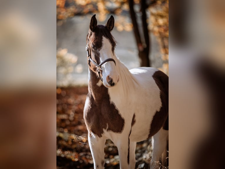 Deutsches Reitpony Wallach 4 Jahre 159 cm Schecke in Frielendorf