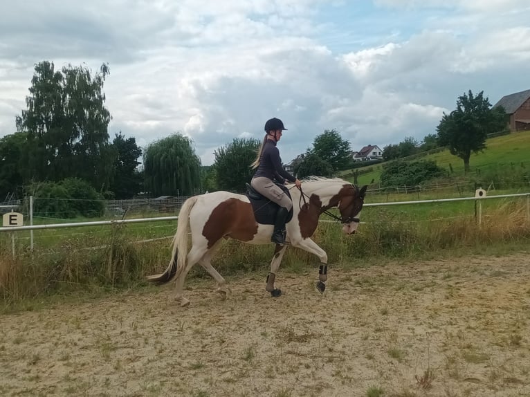 Deutsches Reitpony Wallach 4 Jahre 159 cm Schecke in Frielendorf