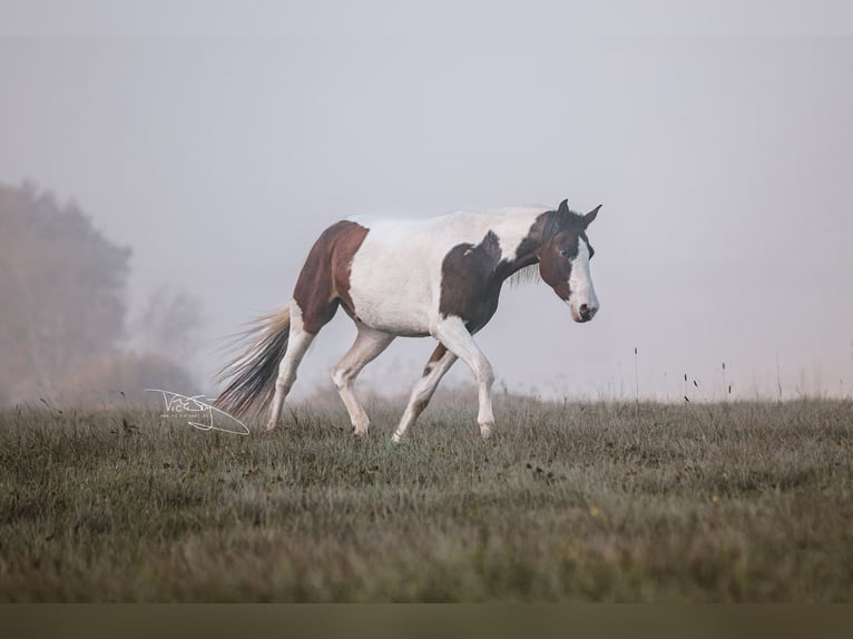 Deutsches Reitpony Wallach 4 Jahre 159 cm Schecke in Frielendorf