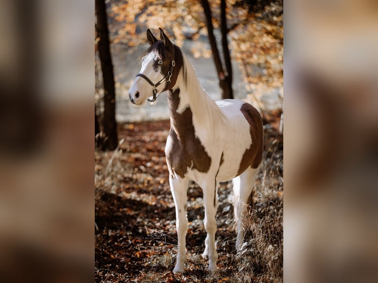 Deutsches Reitpony Wallach 4 Jahre 159 cm Schecke in Frielendorf