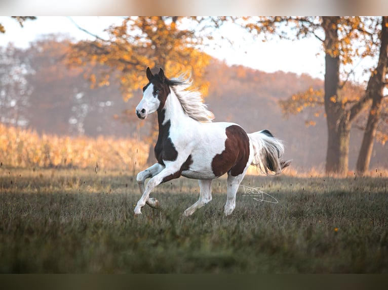 Deutsches Reitpony Wallach 4 Jahre 159 cm Schecke in Frielendorf