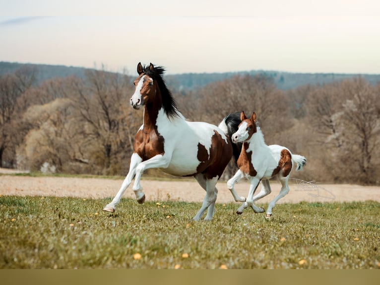 Deutsches Reitpony Wallach 4 Jahre 159 cm Schecke in Frielendorf