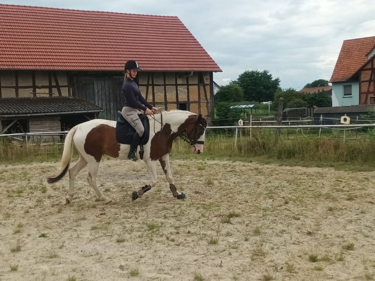 Deutsches Reitpony Wallach 4 Jahre 159 cm Schecke in Frielendorf