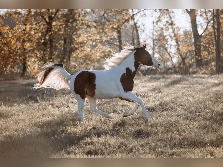 Deutsches Reitpony Wallach 4 Jahre 159 cm Schecke in Frielendorf