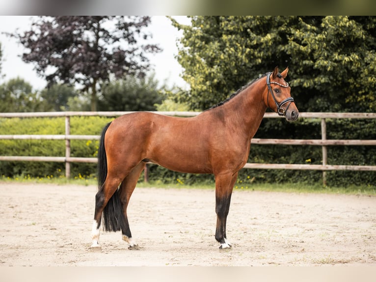 Deutsches Reitpony Wallach 4 Jahre 160 cm Brauner in Nordermeldorf