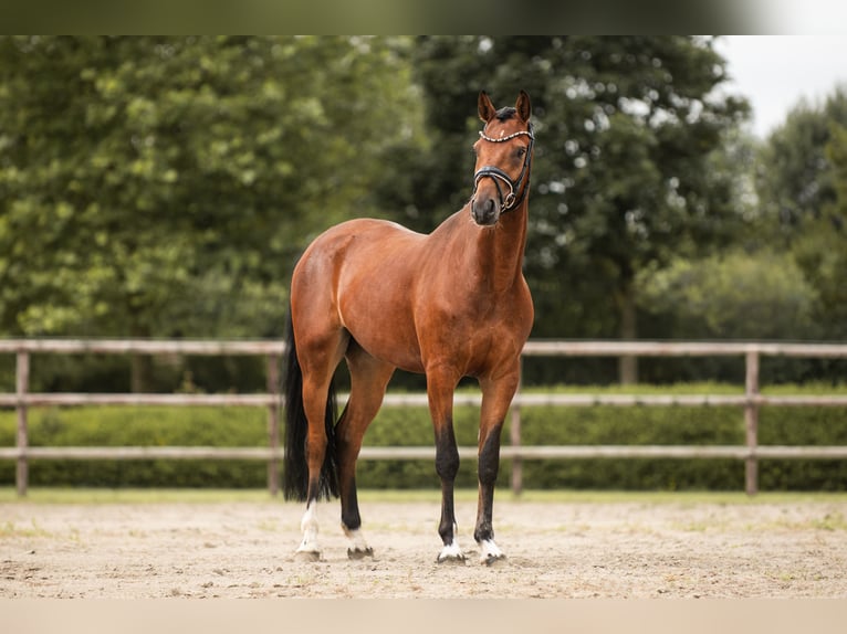 Deutsches Reitpony Wallach 4 Jahre 160 cm Brauner in Nordermeldorf