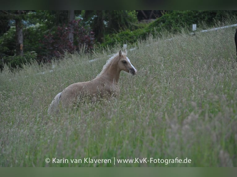 Deutsches Reitpony Wallach 4 Jahre 160 cm Palomino in WuppertalWuppertal
