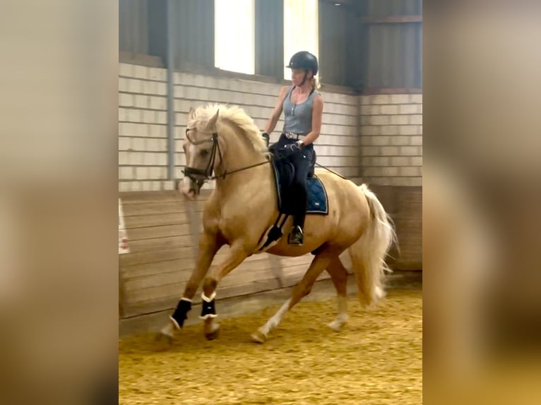 Deutsches Reitpony Wallach 4 Jahre 160 cm Palomino in WuppertalWuppertal