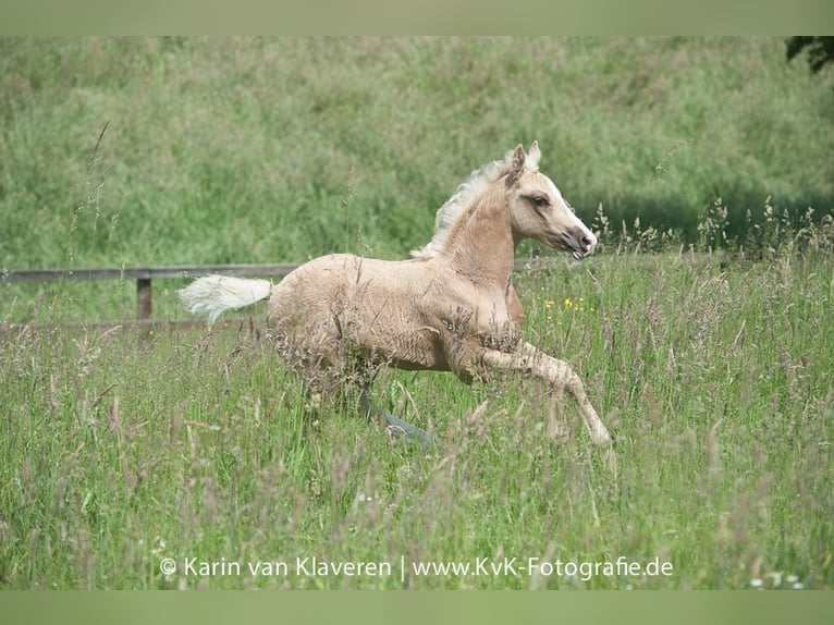 Deutsches Reitpony Wallach 4 Jahre 160 cm Palomino in WuppertalWuppertal