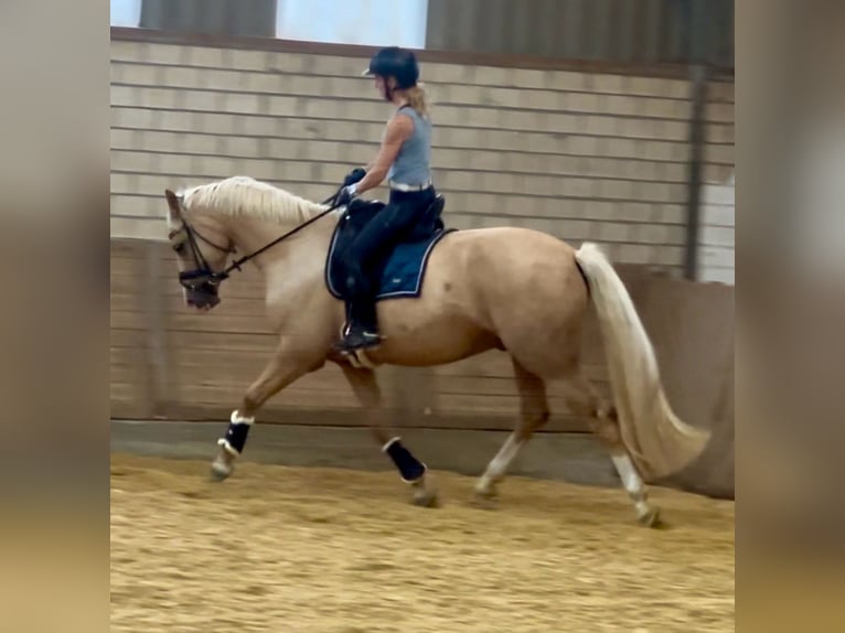 Deutsches Reitpony Wallach 4 Jahre 160 cm Palomino in WuppertalWuppertal