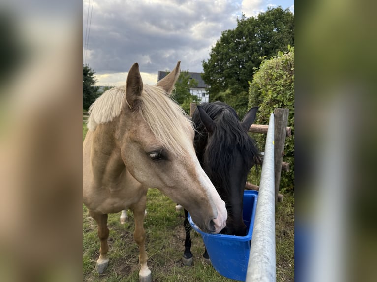 Deutsches Reitpony Wallach 4 Jahre 160 cm Palomino in WuppertalWuppertal