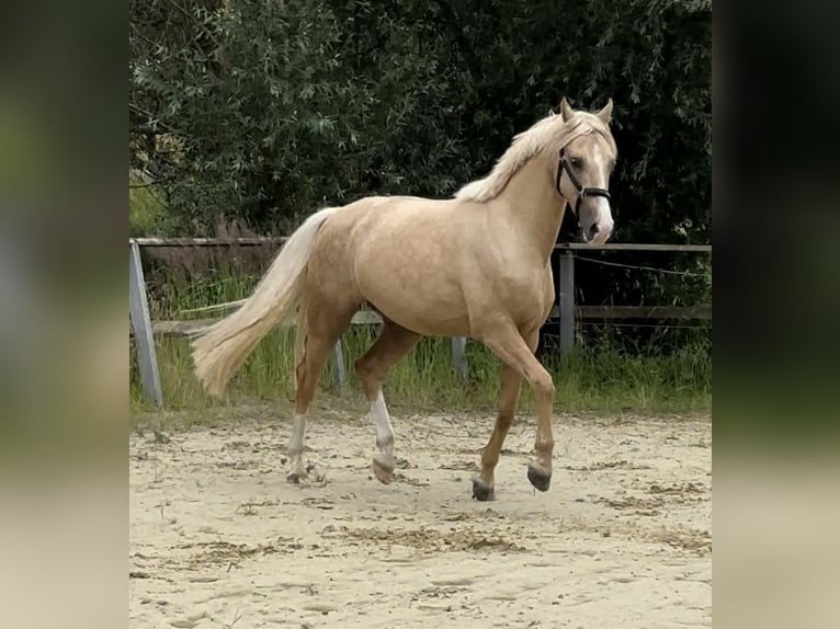 Deutsches Reitpony Wallach 4 Jahre 160 cm Palomino in WuppertalWuppertal