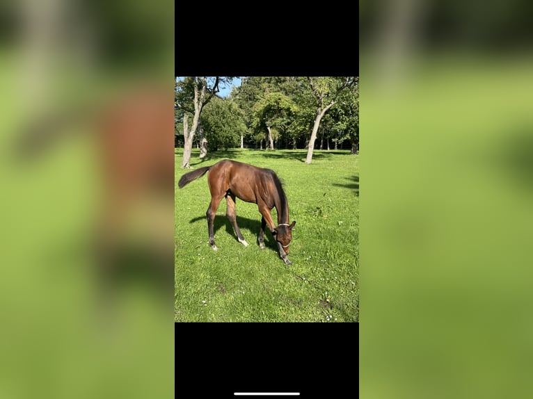 Deutsches Reitpony Mix Wallach 4 Jahre 162 cm Brauner in Güstrow