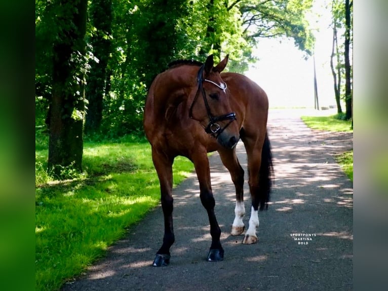 Deutsches Reitpony Wallach 4 Jahre 178 cm Brauner in Recke, bei Osnabrück