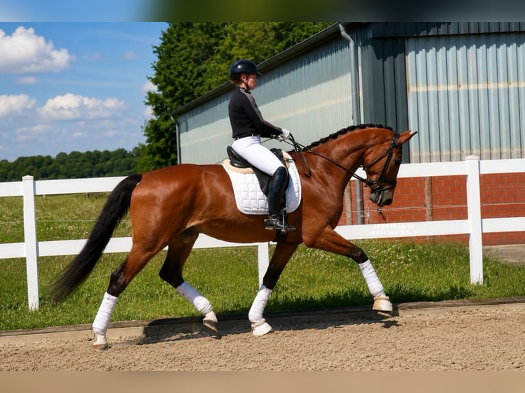 Deutsches Reitpony Wallach 4 Jahre 178 cm Brauner in Recke, bei Osnabrück