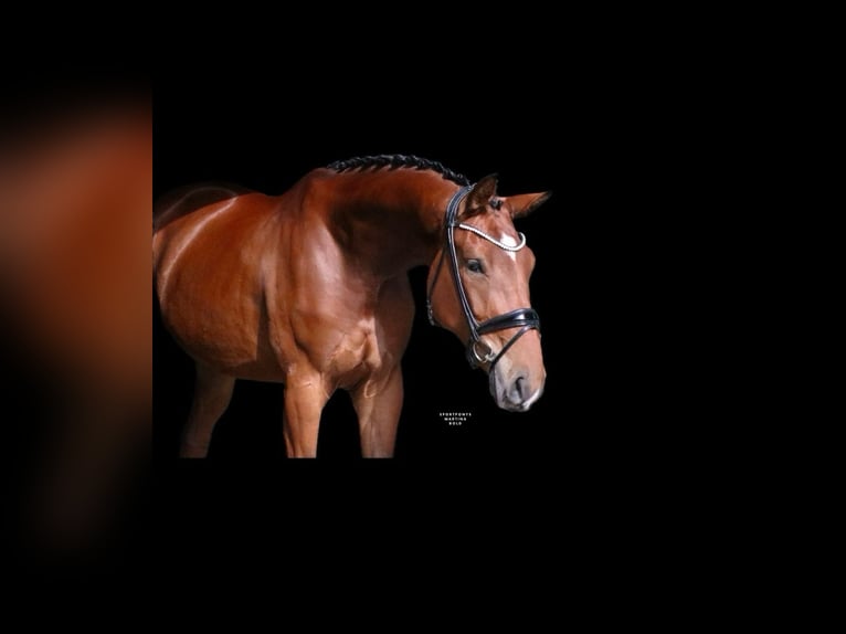 Deutsches Reitpony Wallach 4 Jahre 178 cm Brauner in Recke, bei Osnabrück