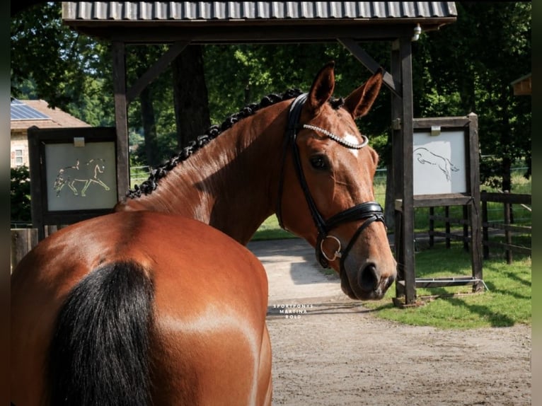 Deutsches Reitpony Wallach 4 Jahre 178 cm Brauner in Recke, bei Osnabrück