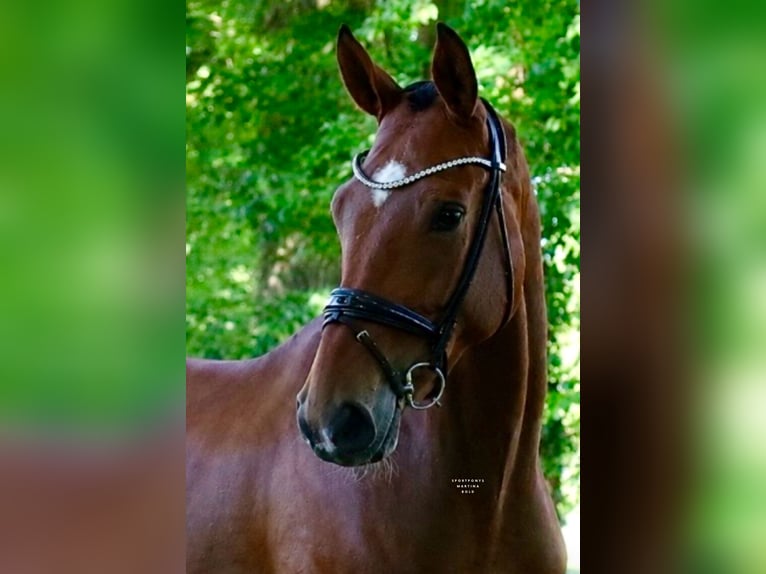Deutsches Reitpony Wallach 4 Jahre 178 cm Brauner in Recke, bei Osnabrück