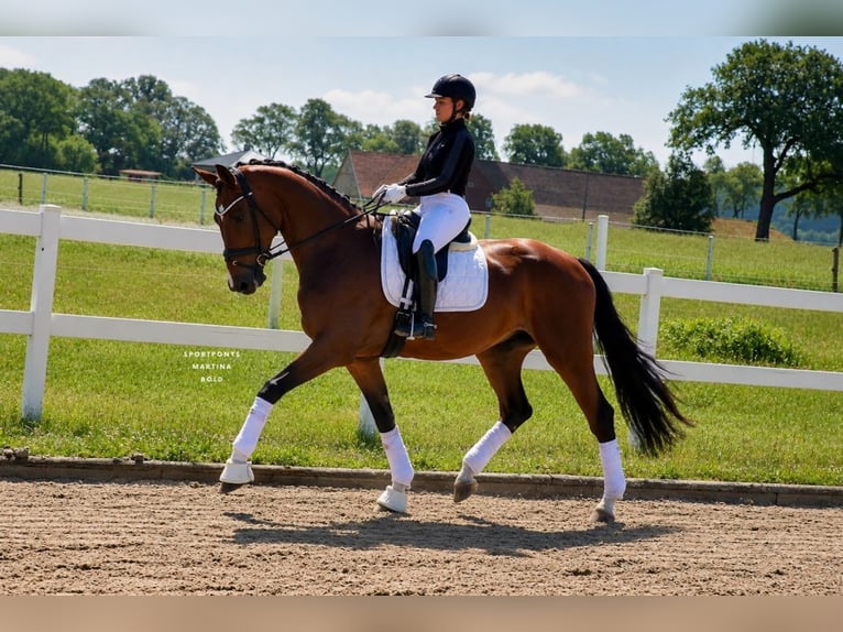 Deutsches Reitpony Wallach 4 Jahre 178 cm Brauner in Recke, bei Osnabrück