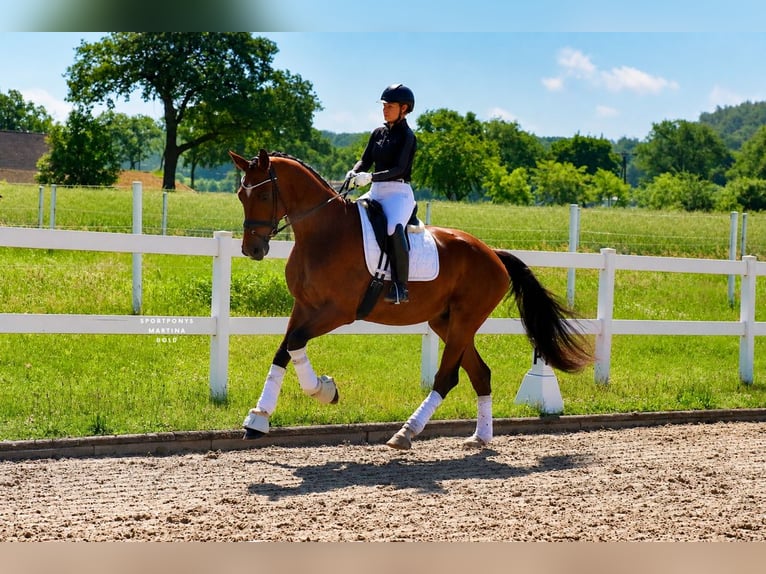 Deutsches Reitpony Wallach 4 Jahre 178 cm Brauner in Recke, bei Osnabrück