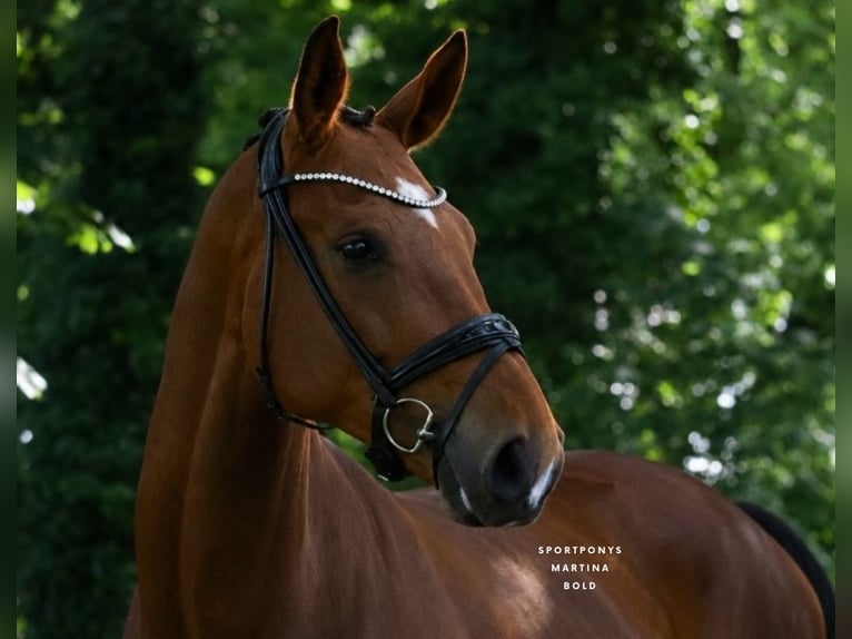 Deutsches Reitpony Wallach 4 Jahre 178 cm Brauner in Recke, bei Osnabrück
