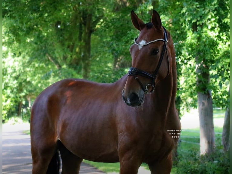 Deutsches Reitpony Wallach 4 Jahre 178 cm Brauner in Recke, bei Osnabrück