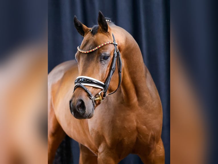 Deutsches Reitpony Wallach 4 Jahre Brauner in Cappeln