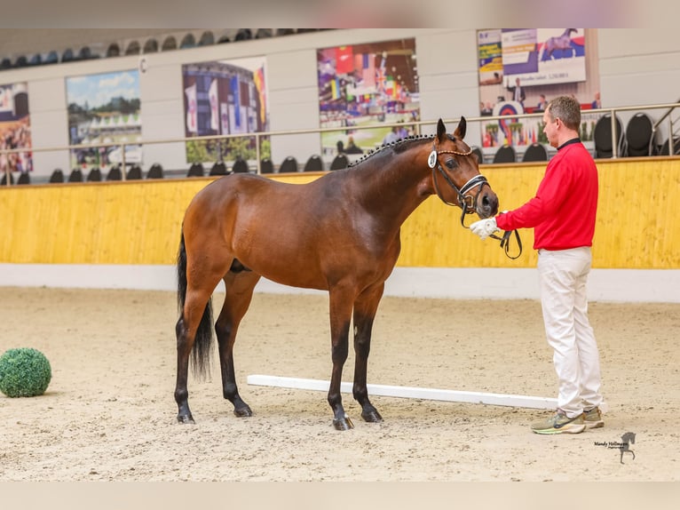 Deutsches Reitpony Wallach 4 Jahre Brauner in Cappeln