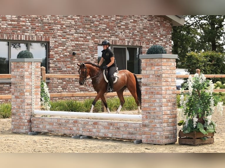 Deutsches Reitpony Wallach 4 Jahre Brauner in Oost West en Middelbeers