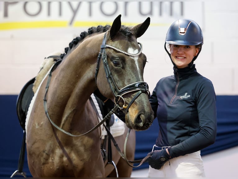 Deutsches Reitpony Wallach 4 Jahre Dunkelbrauner in Marsberg