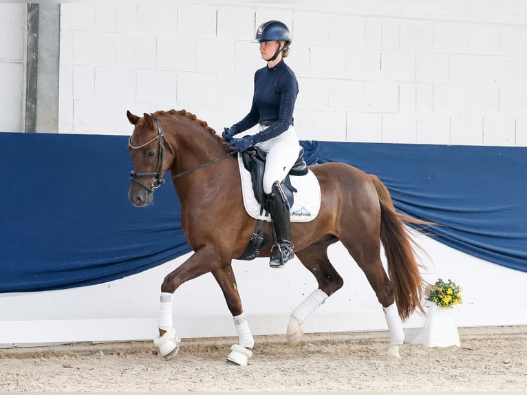 Deutsches Reitpony Wallach 4 Jahre Dunkelfuchs in Marsberg