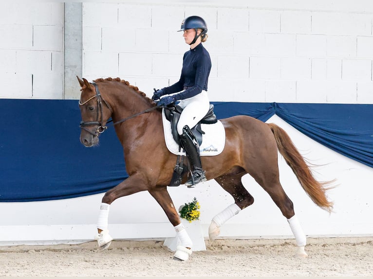 Deutsches Reitpony Wallach 4 Jahre Dunkelfuchs in Marsberg