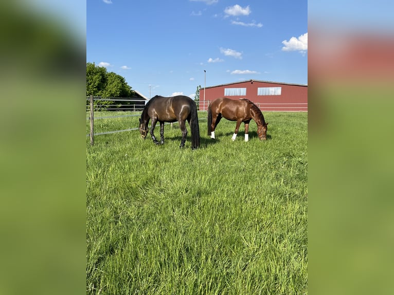 Deutsches Reitpony Wallach 4 Jahre Dunkelfuchs in Bassum