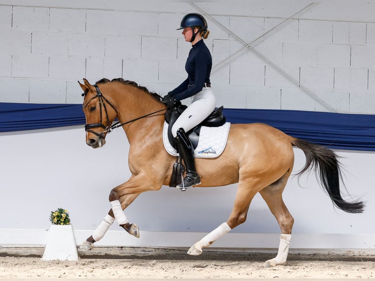 Deutsches Reitpony Wallach 4 Jahre Falbe in Marsberg