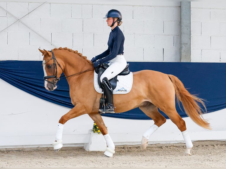 Deutsches Reitpony Wallach 4 Jahre Fuchs in Marsberg