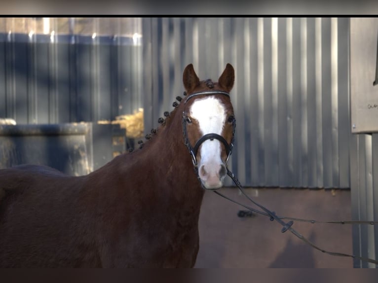 Deutsches Reitpony Mix Wallach 4 Jahre Fuchs in Nordstemmen